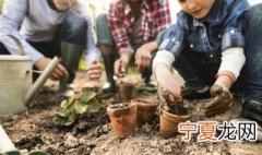 沙漠玫瑰如何栽种 盆栽沙漠玫瑰养殖方法是什么