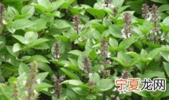 九层塔是荆芥吗 九层塔和荆芥是一个东西吗