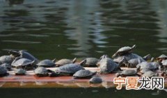 放生的意义 放生的意义详解