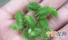 苍耳冶鼻炎的做法 怎样做苍耳冶鼻炎