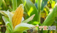 如何保存新鲜玉米 新鲜玉米如何保存