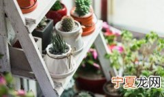 南昌的花卉市场在哪里 南昌专门卖盆栽的花市在哪里