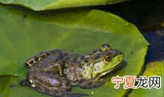 牛蛙养殖注意事项 牛蛙幼蛙养殖时的注意点
