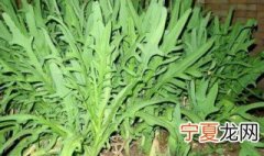 苦麦菜育苗方法 苦麦菜育苗方法是什么