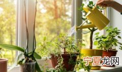 植物叶子卷曲什么原因 植物叶子卷曲的解决办法