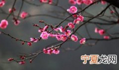 梅花的浇水技巧 多长时间浇一次合适