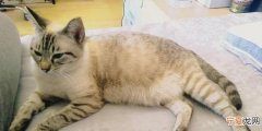 猫咪胎动明显多久生
