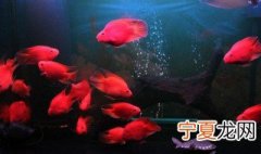 家庭适合养什么鱼 什么鱼适合家里养