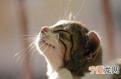 12生肖猫哥 十二生肖猫猫图