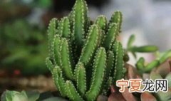 仙人掌适合什么土壤 仙人球要用什么土壤种