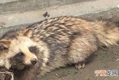 貉怎么读，“豹”字左边这个遍旁怎么读？