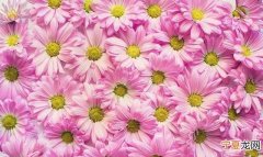 五色雏菊花象征着什么,老雏菊的花语是什么表达什么意思