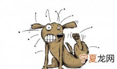 跳蚤卵长什么样 跳蚤卵样子