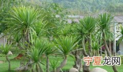 龙血树叶子干枯怎么办 新栽的龙血树叶子枯萎怎么办