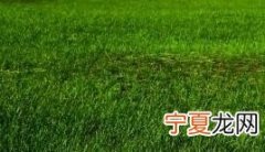 怎么买狗狗币 怎么购买狗狗币