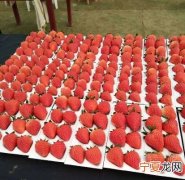 草莓烘焙盐城哪里有卖 盐城草莓文化旅游节