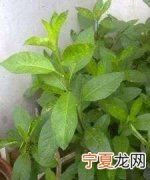 罗布麻叶的功效，罗布麻茶是什么茶来的有什么功效和副作用？