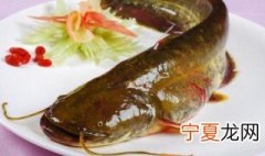 鲶鱼怎么养 鲶鱼如何养殖