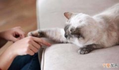 猫咪为什么喜欢蹭脸，为什么家里的猫咪经常找东西蹭脸