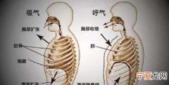 横膈膜呼吸法，本人很想学唱歌，气息的支撑点是横隔膜，唱歌时一定要保持住