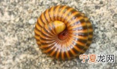 千足虫如何做标本 千足虫浸制标本制作方法步骤