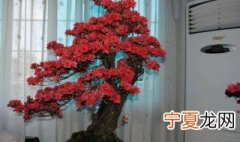 映山红盆栽怎么养 映山红盆栽养殖方法