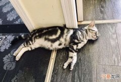 猫会孕吐