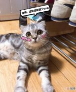 没睁眼的猫怎么养活，刚出生会还没睁眼的小猫怎么养活