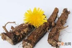 蒲公英根的功效与作用
