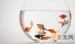 新鱼过水的正确方法 新鱼怎么过水