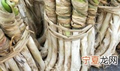 干葱是什么 干葱介绍