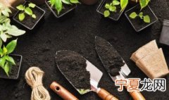 花卉天门冬的养殖方法 天门冬的养殖方法怎么养天门冬