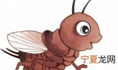 天津养蛐蛐方法 蛐蛐怎么养