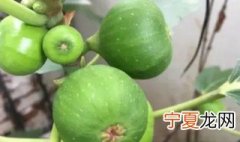 盆栽无花果春天怎么养 盆栽无花果春天的养法