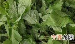 山野菜的储存方法有哪些 山野菜的储存方法是什么