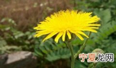 苦苣菜和蒲公英有什么区别 关于苦苣菜和蒲公英的区别