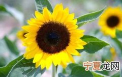 12生肖太阳花 太阳花代表哪个生肖