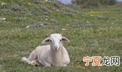 孕妇梦到羊什么意思 孕妇梦到羊意思是什么