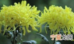 赏菊花是什么节日的风俗 赏菊花的节日介绍