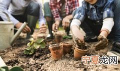 梨子籽可以种出梨子吗 梨籽怎么种小盆栽告诉我