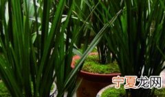 剑兰的养殖方法和注意事项大全 可以用什么泥土呢