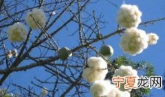 树上结的像棉花的是什么树 树上结的像棉花的叫什么树