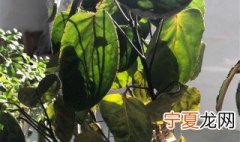 金钱兜的养殖方法和注意事项 养殖技巧分享给大家
