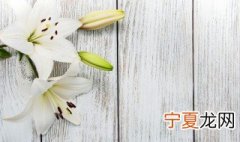 土培百合花的养殖方法与注意事项 土培百合花怎么养殖