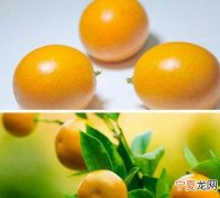 金桔怎么吃，银渐层猫水果怎么吃？