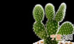 仙人掌果蜜储存方法 仙人掌果蜜储存方法简介