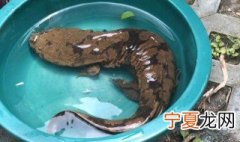 娃娃鱼在家里怎么养殖 娃娃鱼如何在家养