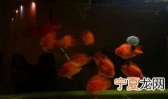 鹦鹉鱼换水后需要放什么 养鹦鹉鱼怎么正确换水