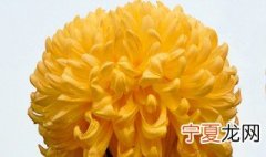 金绣球的种植方法 金绣球怎么种植的呢