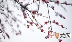 小雪是节气中的第几个节气 小雪这个节气代表什么